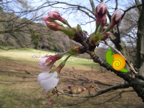 砧公園の桜１