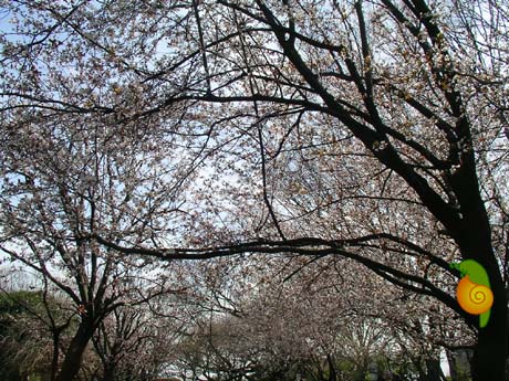 砧公園の桜２