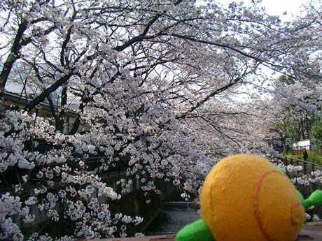 桜、仙川2010年3月30日5