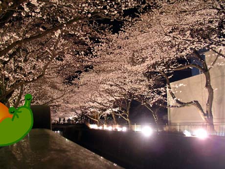 仙川沿い東宝スタジオ夜桜ライトアップ2010年4月1日1
