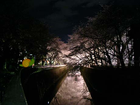 仙川沿い東宝スタジオ夜桜ライトアップ2010年4月1日3
